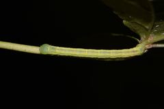 Melanolophia