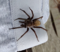 Kukulcania hibernalis