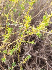 Sclerolaena muricata