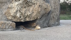 Serpentes