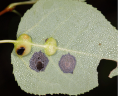 Harmandiola