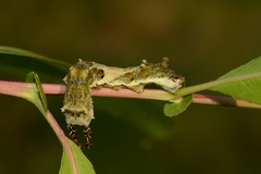 Limenitis