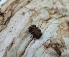 Bolitotherus cornutus