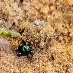 Canthon viridis