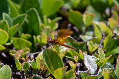 Perithemis tenera
