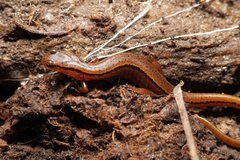 Eurycea wilderae