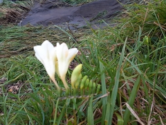 Freesia