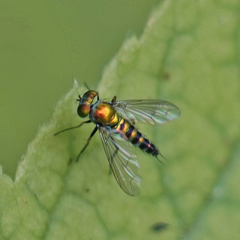 Condylostylus caudatus