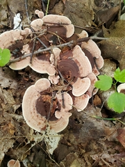 Hydnellum concrescens