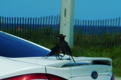 Quiscalus major westoni