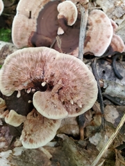 Hydnellum concrescens