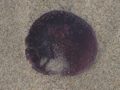 Dendraster excentricus