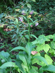 Symphytum officinale