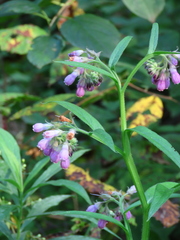Symphytum officinale