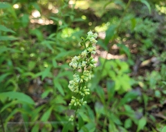 Solidago bicolor