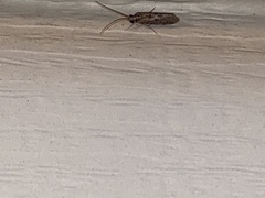 Polycentropodidae
