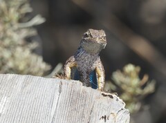 Sceloporus occidentalis bocourtii
