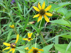 Bidens vulgata