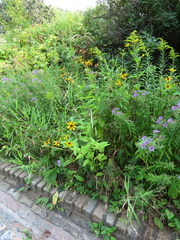 Bidens vulgata