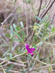 Vicia monantha