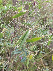 Vicia monantha