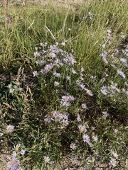 Erigeron divergens
