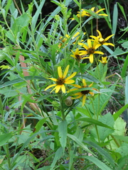 Bidens vulgata