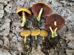 Cortinarius tinctorum