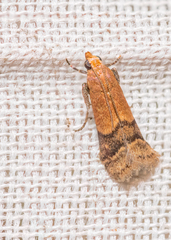 Eulogia ochrifrontella