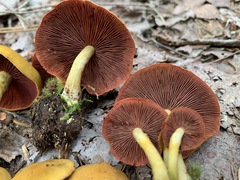 Cortinarius tinctorum