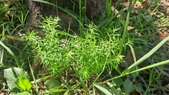 Polygala paniculata