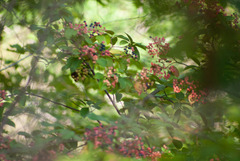 Viburnum cassinoides image