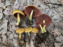 Cortinarius tinctorum