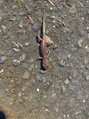 Ensatina eschscholtzii