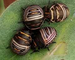 Orsilochides guttata