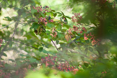 Viburnum cassinoides image