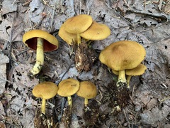 Cortinarius tinctorum