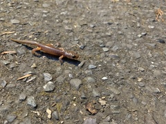 Ensatina eschscholtzii