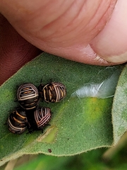 Orsilochides guttata