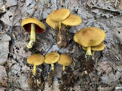 Cortinarius tinctorum
