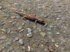 Ensatina eschscholtzii