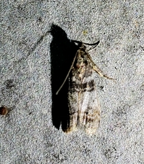 Sciota uvinella