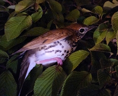 Hylocichla mustelina