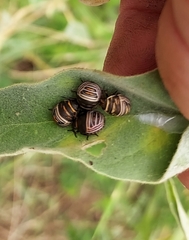Orsilochides guttata