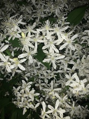 Clematis