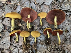 Cortinarius tinctorum