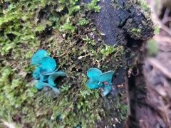 Chlorociboria aeruginascens