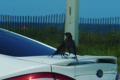 Quiscalus major westoni