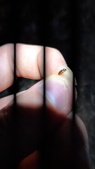 Trechus quadristriatus