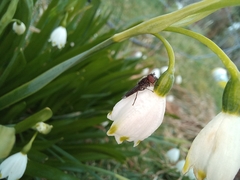 Platycheirus chalconota